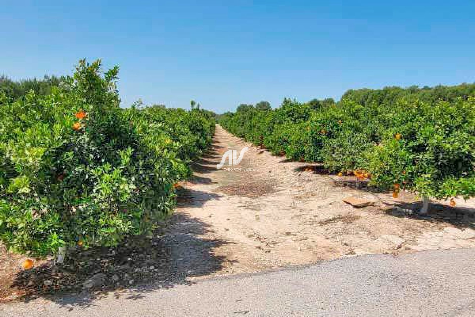 Resale - Finca - San Miguel de Salinas - Las Colinas Golf