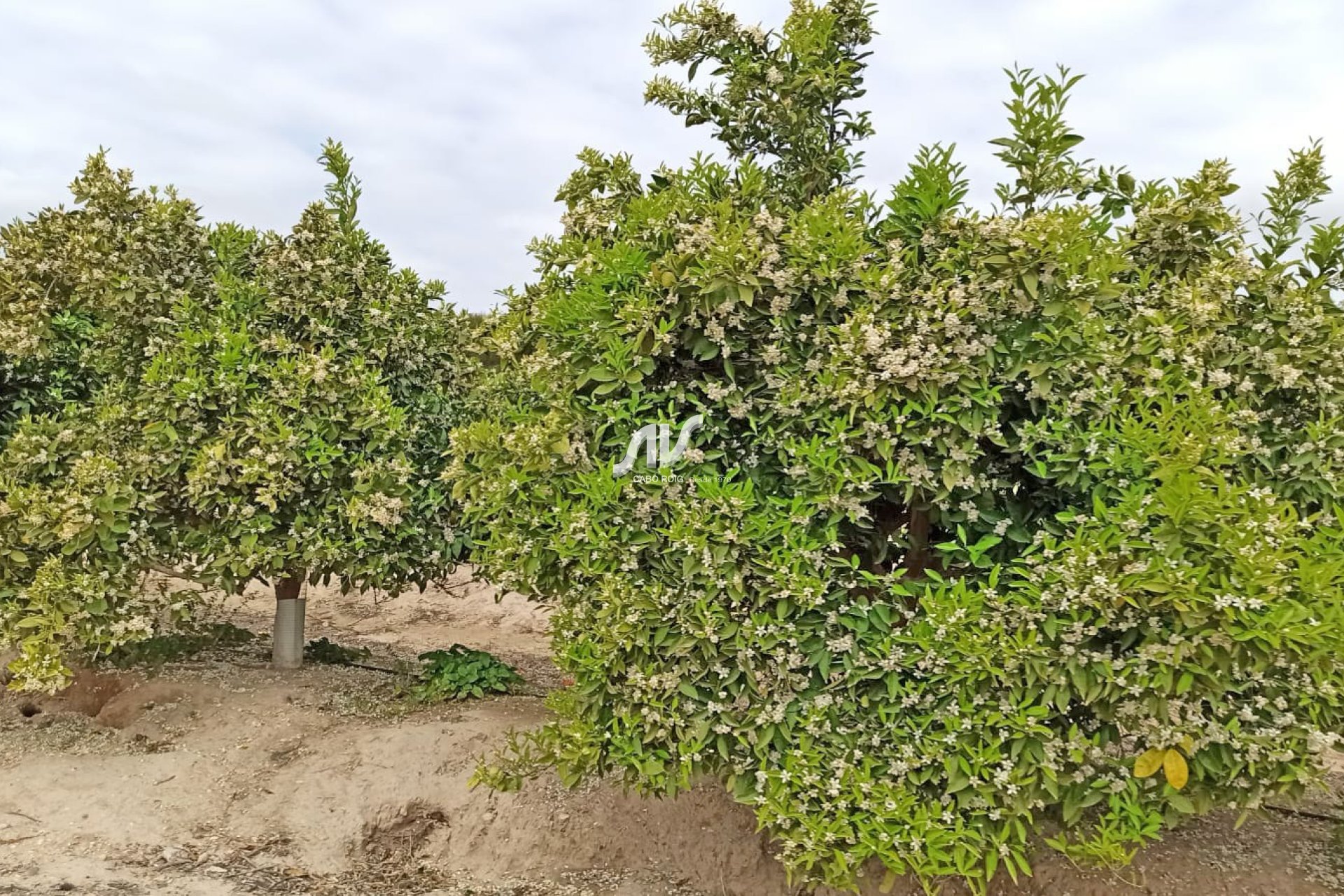 Resale - Finca - San Miguel de Salinas - Las Colinas Golf