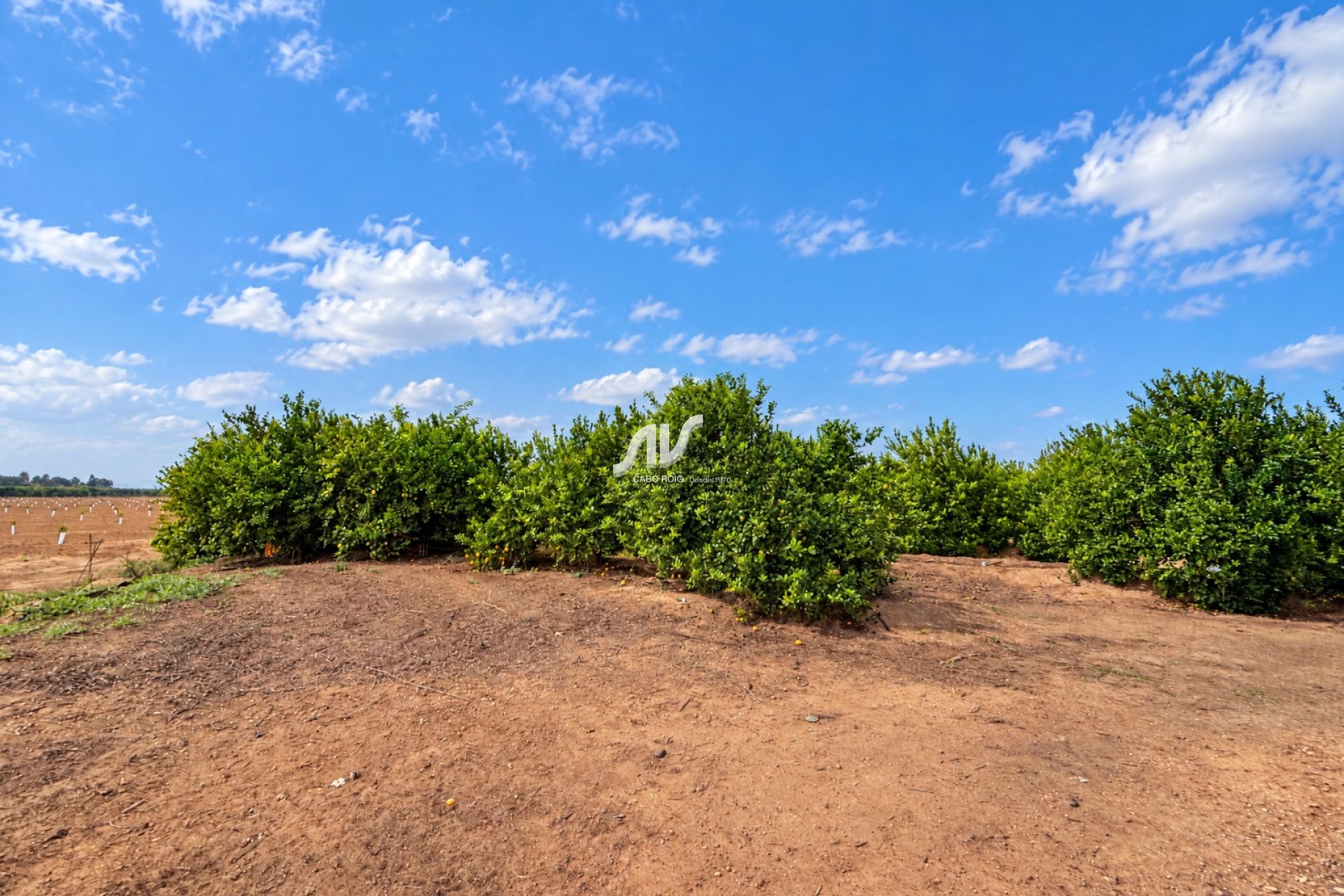 Reventa - Finca - Los Montesinos