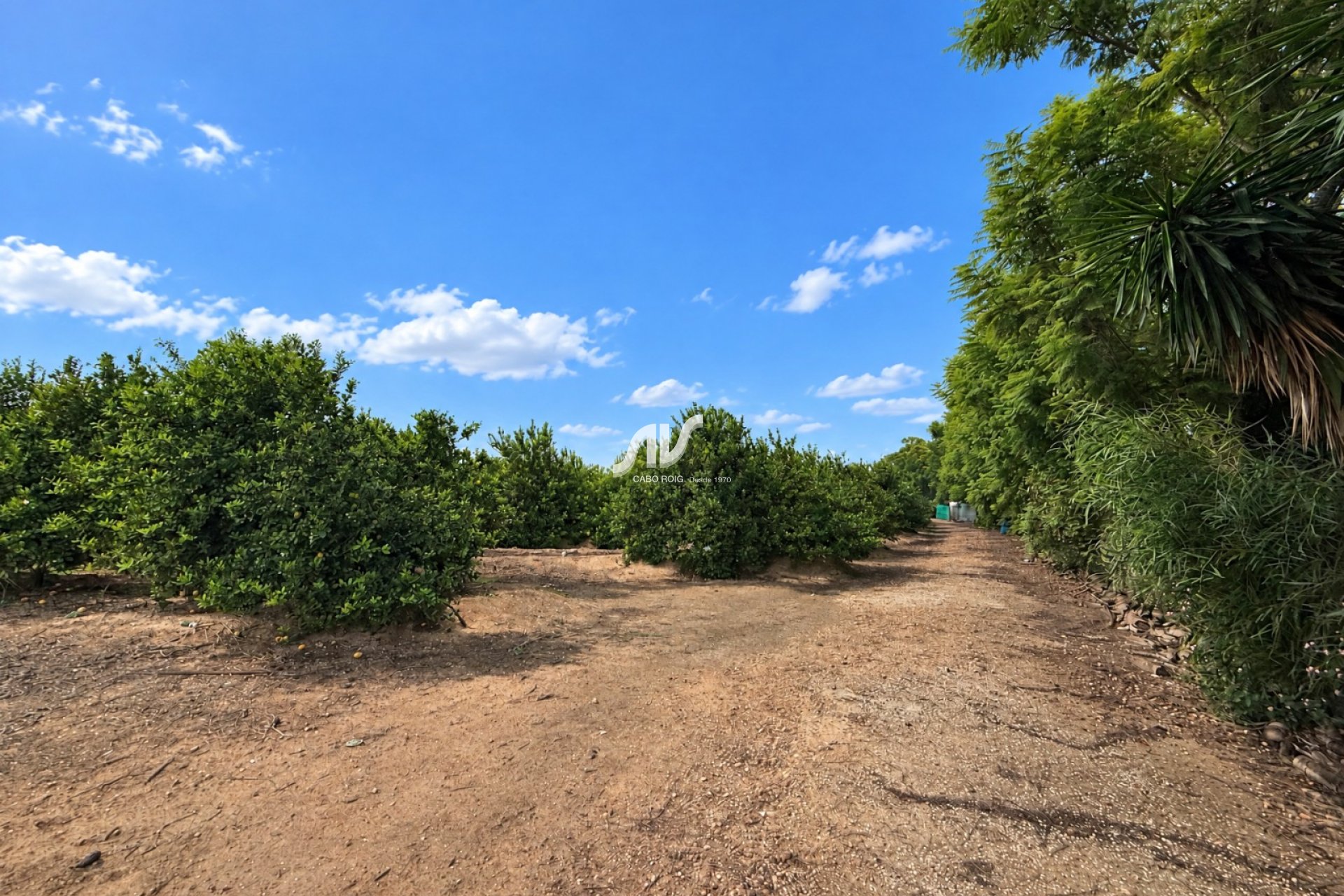 Reventa - Finca - Los Montesinos