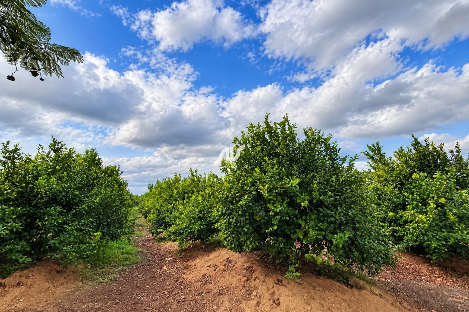 Reventa - Finca - Los Montesinos