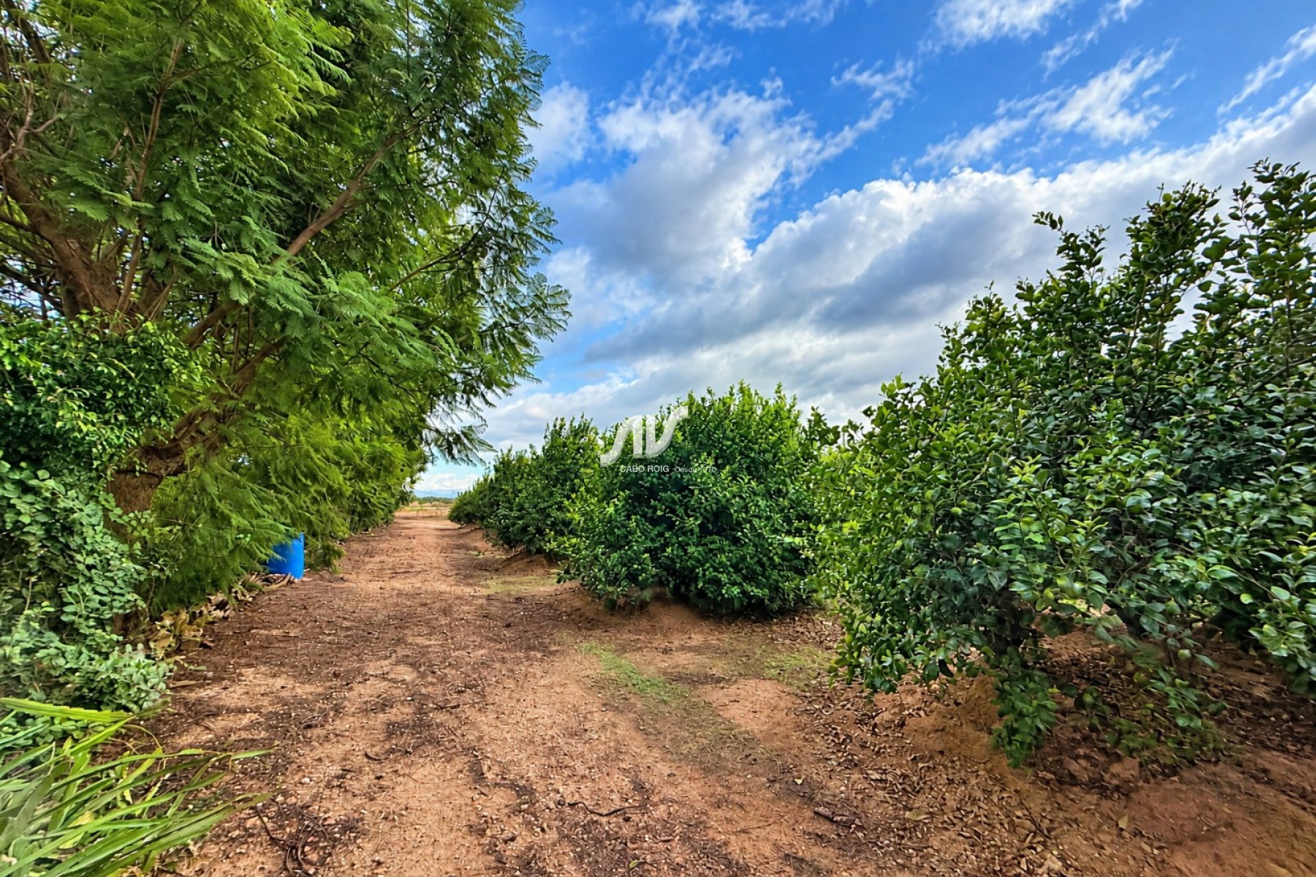 Reventa - Finca - Los Montesinos