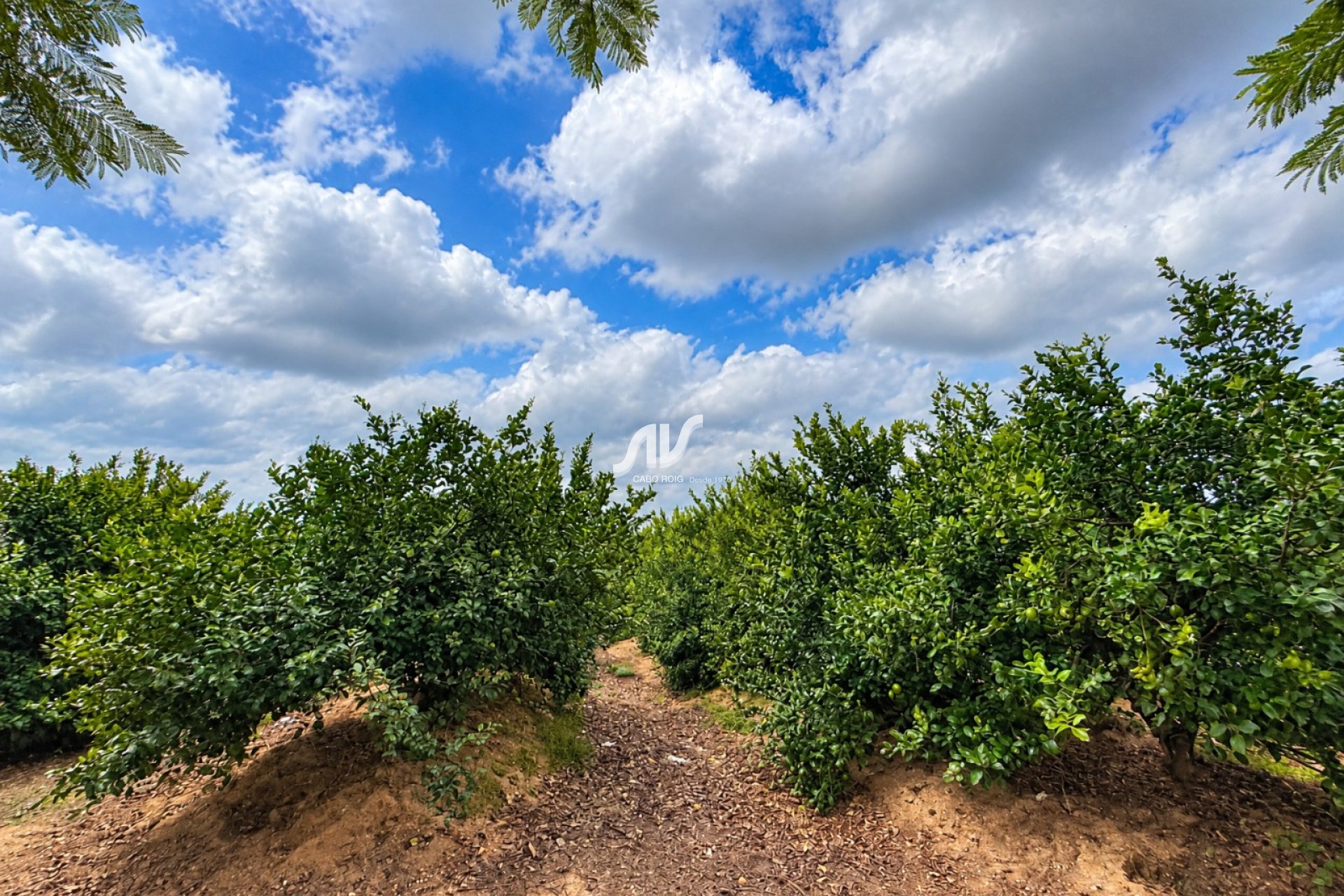 Reventa - Finca - Los Montesinos