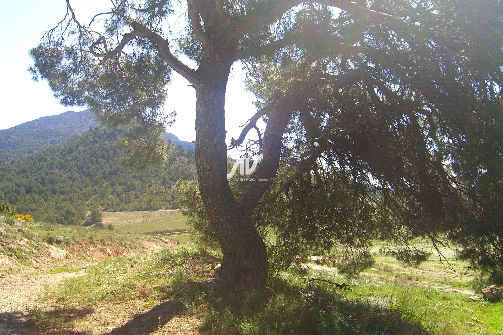 Til Salgs - Finca - Lorca - La Paca - Zarzadilla